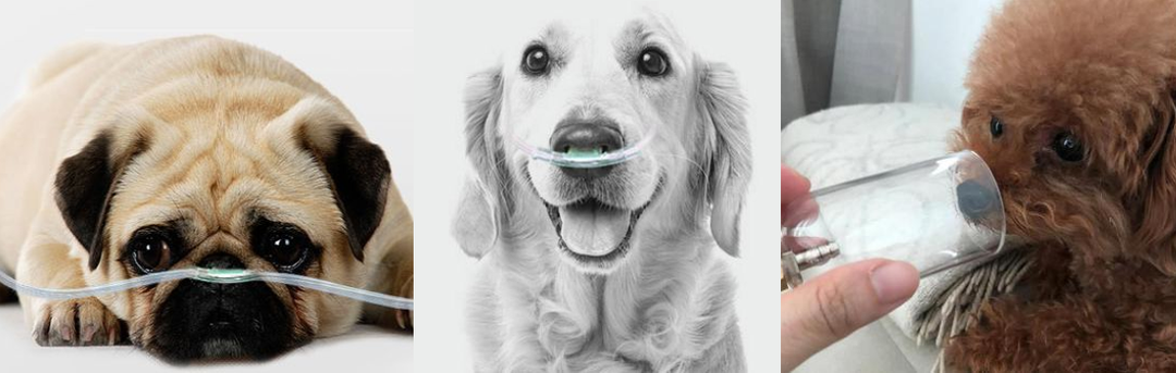 How to choose a suitable oxygen concentrator in a pet hospital?