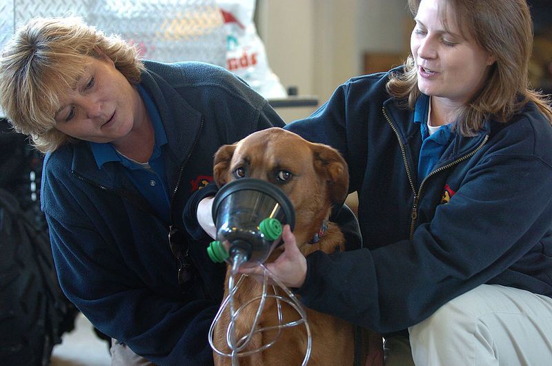 Breathing New Life: The Rising Trend of Oxygen Therapy for Pets